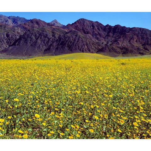 California, Death Valley NP Desert Sunflowers Gold Ornate Wood Framed Art Print with Double Matting by Talbot Frank, Christopher