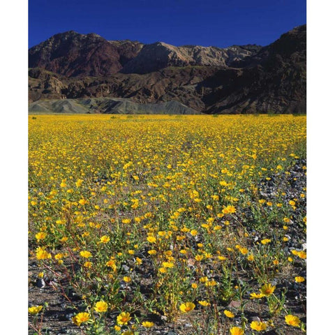 California, Death Valley NP Desert sunflowers Black Modern Wood Framed Art Print with Double Matting by Talbot Frank, Christopher