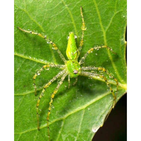 USA, California, Dew on a Green Lynx Spider Black Modern Wood Framed Art Print by Talbot Frank, Christopher