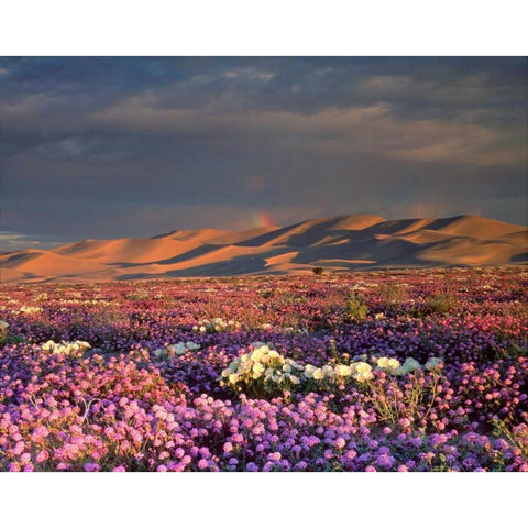 CA, Dumont Dunes A rainbow over wildflowers Gold Ornate Wood Framed Art Print with Double Matting by Talbot Frank, Christopher