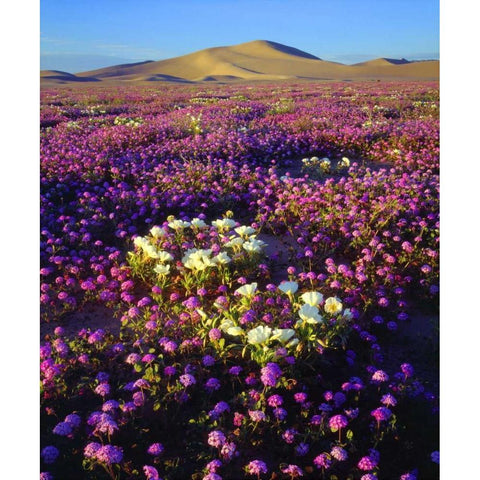 CA, desert wildflowers at the Dumont Dunes Black Modern Wood Framed Art Print with Double Matting by Talbot Frank, Christopher