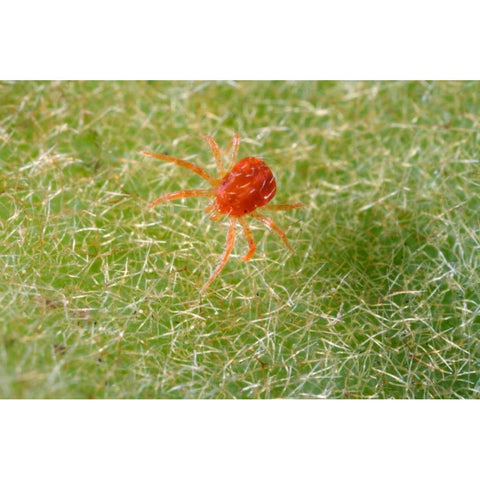 California, Extreme close-up of a spider mite Black Modern Wood Framed Art Print by Talbot Frank, Christopher