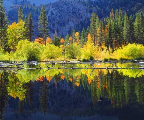 CA, A beaver pond in the Sierra Nevada in autumn Black Ornate Wood Framed Art Print with Double Matting by Talbot Frank, Christopher