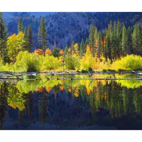 CA, A beaver pond in the Sierra Nevada in autumn Black Modern Wood Framed Art Print by Talbot Frank, Christopher