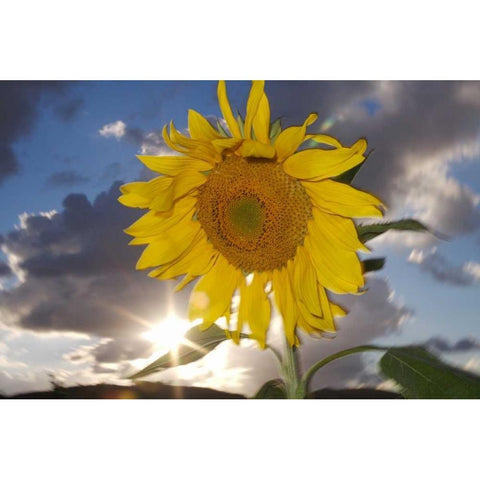 CA, Hybrid sunflower blowing in the wind at dusk Black Modern Wood Framed Art Print by Talbot Frank, Christopher