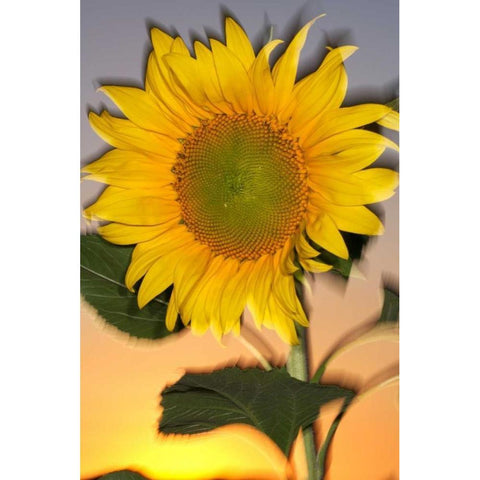 CA, Hybrid sunflower blowing in the wind at dusk Black Modern Wood Framed Art Print by Talbot Frank, Christopher