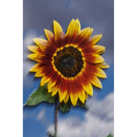 CA, Sunflower blowing in the wind at sunset Black Modern Wood Framed Art Print by Talbot Frank, Christopher