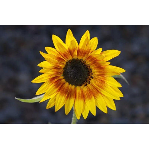 USA, California, Hybrid sunflower Gold Ornate Wood Framed Art Print with Double Matting by Talbot Frank, Christopher