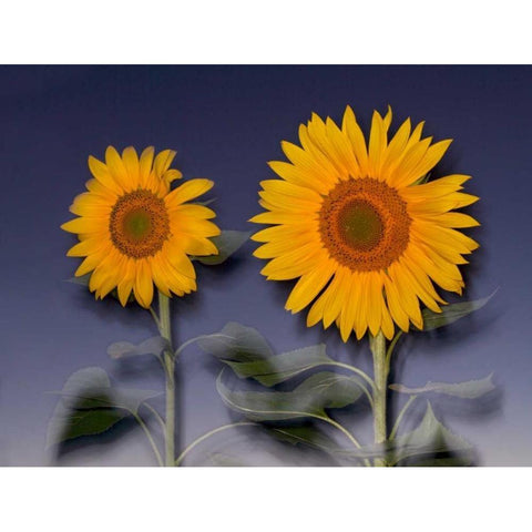 CA, Hybrid sunflowers blowing in the wind at dusk Black Modern Wood Framed Art Print by Talbot Frank, Christopher