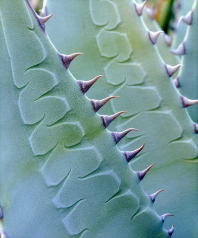 California, Jacumba Patterns of an Agave plant Black Ornate Wood Framed Art Print with Double Matting by Talbot Frank, Christopher