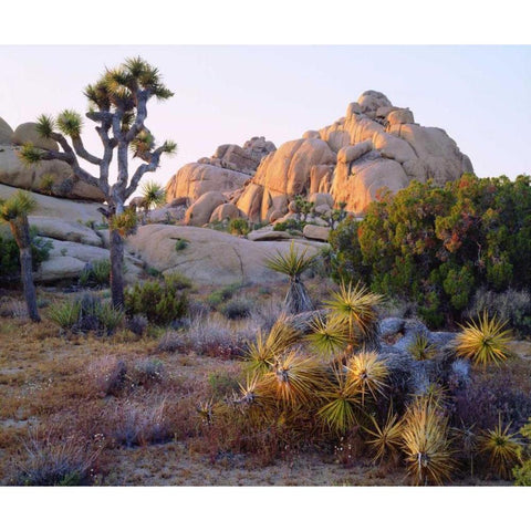 California, Joshua Tree NP Desert Landscape Gold Ornate Wood Framed Art Print with Double Matting by Talbot Frank, Christopher
