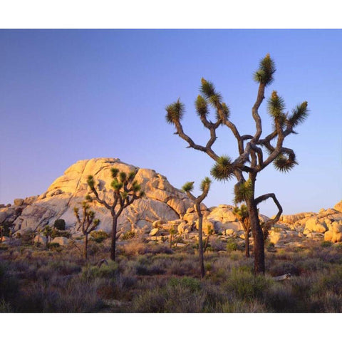 California, Joshua Tree NP Desert Landscape White Modern Wood Framed Art Print by Talbot Frank, Christopher
