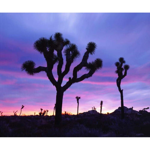 California, Joshua Tree NP at Sunrise Black Modern Wood Framed Art Print by Talbot Frank, Christopher