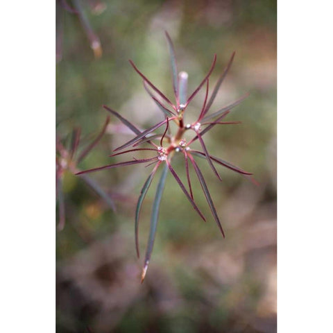 California, Joshua Tree NP Beetle Spurge flowers Black Modern Wood Framed Art Print by Talbot Frank, Christopher