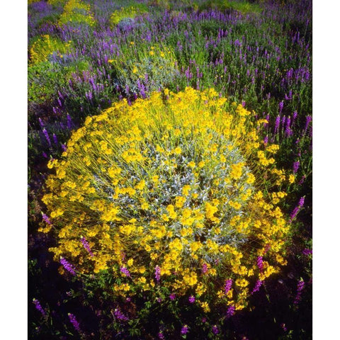 CA, Joshua Tree NP Brittlebush and Lupine Black Modern Wood Framed Art Print with Double Matting by Talbot Frank, Christopher