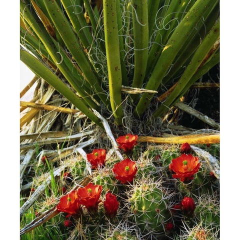 California, Joshua Tree NP Claret Cup Cactus Black Modern Wood Framed Art Print with Double Matting by Talbot Frank, Christopher