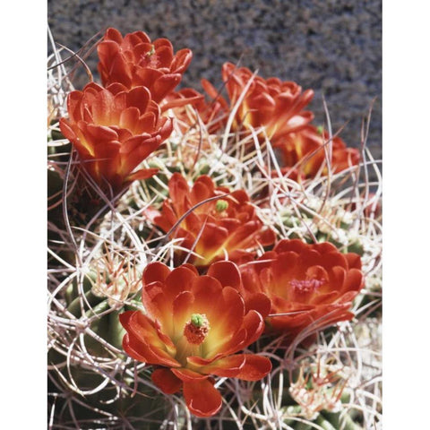 California, Joshua Tree NP Claret Cup Cactus Gold Ornate Wood Framed Art Print with Double Matting by Talbot Frank, Christopher