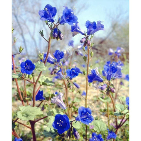 CA, Joshua Tree NP Desert Bell flowers Black Modern Wood Framed Art Print by Talbot Frank, Christopher