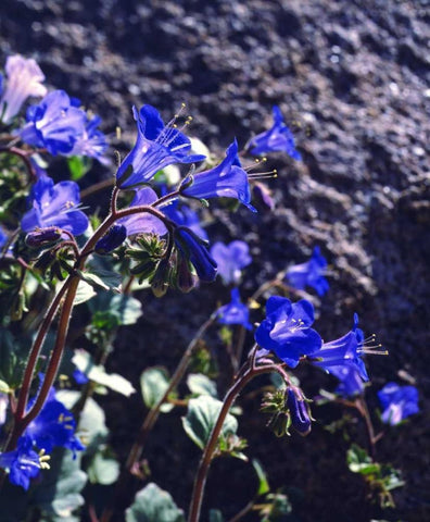 CA, Joshua Tree NP Desert Bell flowers Black Ornate Wood Framed Art Print with Double Matting by Talbot Frank, Christopher