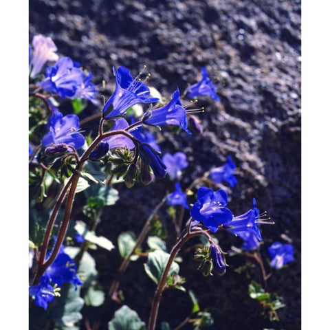 CA, Joshua Tree NP Desert Bell flowers Black Modern Wood Framed Art Print by Talbot Frank, Christopher