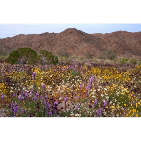 California, Joshua Tree NP Desert Wildflowers Black Modern Wood Framed Art Print by Talbot Frank, Christopher