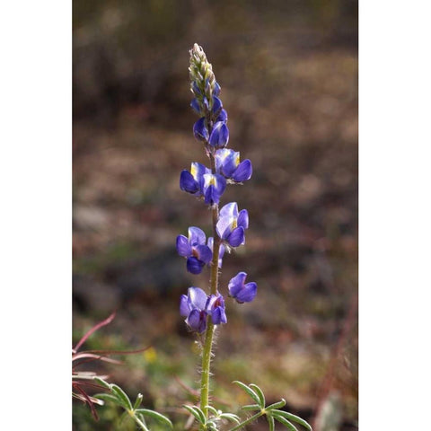 California, Joshua Tree NP Lupine Wildflowers Black Modern Wood Framed Art Print by Talbot Frank, Christopher
