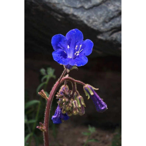 California, Joshua Tree NP Phacelia Wildflowers Black Modern Wood Framed Art Print by Talbot Frank, Christopher