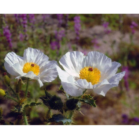California, Joshua Tree NP Prickly Poppy flowers Black Modern Wood Framed Art Print by Talbot Frank, Christopher