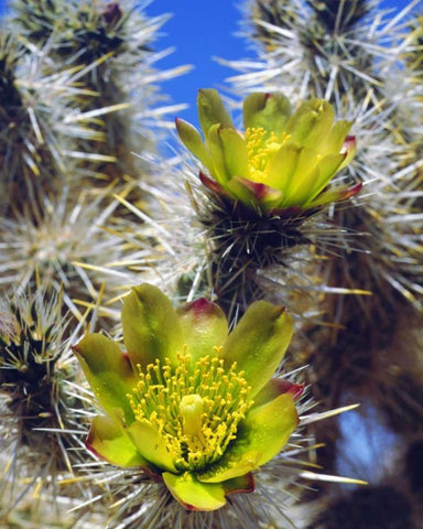 CA, Joshua Tree NP Silver Cholla Cactus flowers White Modern Wood Framed Art Print with Double Matting by Talbot Frank, Christopher