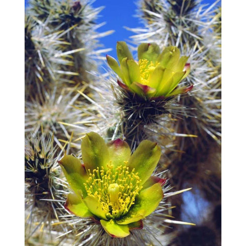 CA, Joshua Tree NP Silver Cholla Cactus flowers Black Modern Wood Framed Art Print by Talbot Frank, Christopher