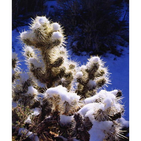 CA, Joshua Tree NP Snow-covered Cholla Cactus Gold Ornate Wood Framed Art Print with Double Matting by Talbot Frank, Christopher