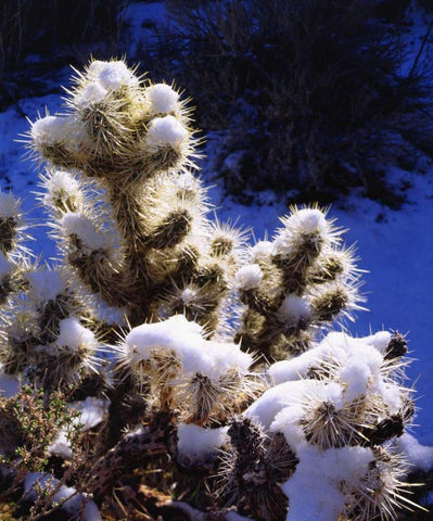 CA, Joshua Tree NP Snow-covered Cholla Cactus Black Ornate Wood Framed Art Print with Double Matting by Talbot Frank, Christopher