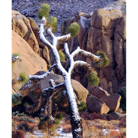 California Snow-covered Joshua Tree White Modern Wood Framed Art Print by Talbot Frank, Christopher