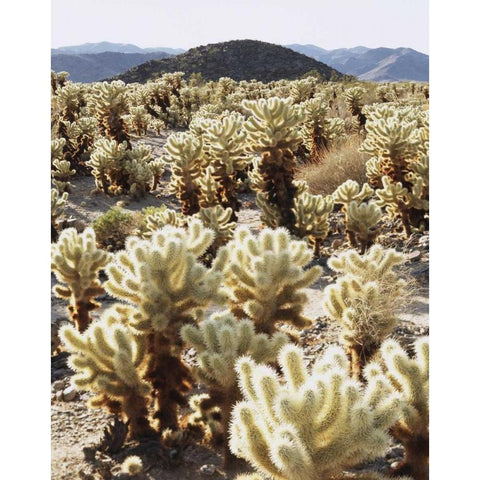 CA, Joshua Tree NP Teddy Bear Cholla Cactus Black Modern Wood Framed Art Print by Talbot Frank, Christopher