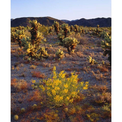 CA, Joshua Tree NP flowers and Cholla Cacti Black Modern Wood Framed Art Print by Talbot Frank, Christopher