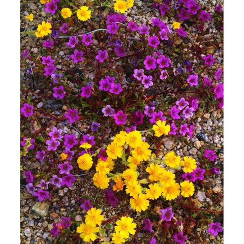 USA, California, Joshua Tree NP Wildflowers White Modern Wood Framed Art Print by Talbot Frank, Christopher