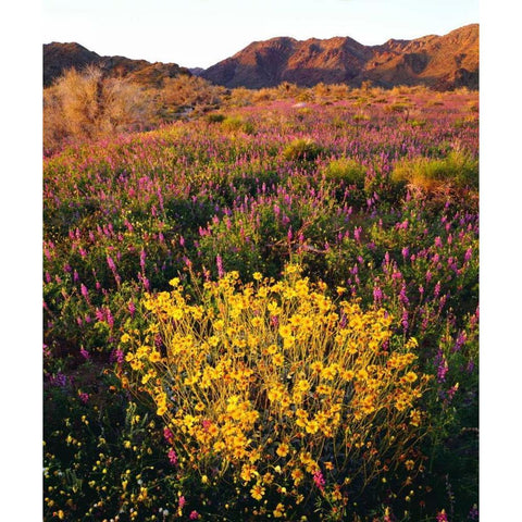 USA, California, Joshua Tree NP Wildflowers Black Modern Wood Framed Art Print by Talbot Frank, Christopher