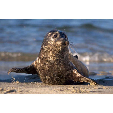 CA, La Jolla A baby seal in Childrens Pool Gold Ornate Wood Framed Art Print with Double Matting by Talbot Frank, Christopher