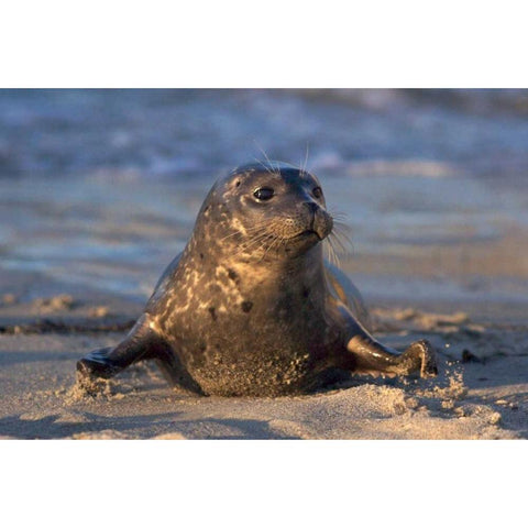 CA, La Jolla A baby seal in Childrens Pool Black Modern Wood Framed Art Print by Talbot Frank, Christopher