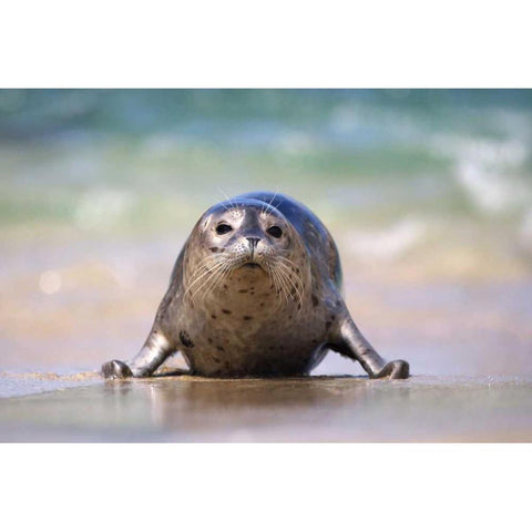 California, La Jolla A baby seal coming ashore Gold Ornate Wood Framed Art Print with Double Matting by Talbot Frank, Christopher