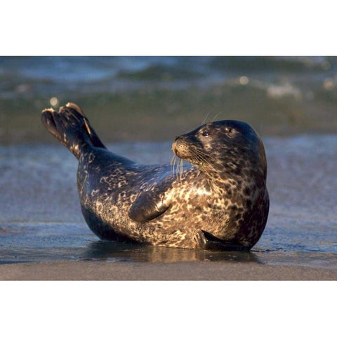 CA, La Jolla A baby seal lifting its tail Black Modern Wood Framed Art Print with Double Matting by Talbot Frank, Christopher
