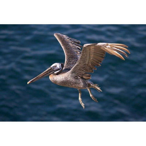 CA, La Jolla A Pelican Flying over the Coast Black Modern Wood Framed Art Print with Double Matting by Talbot Frank, Christopher