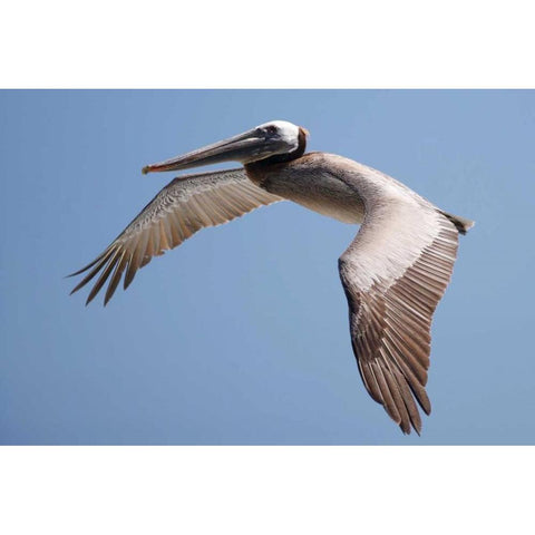 CA, La Jolla A Pelican Flying over the Coast White Modern Wood Framed Art Print by Talbot Frank, Christopher