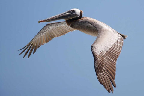 CA, La Jolla A Pelican Flying over the Coast White Modern Wood Framed Art Print with Double Matting by Talbot Frank, Christopher