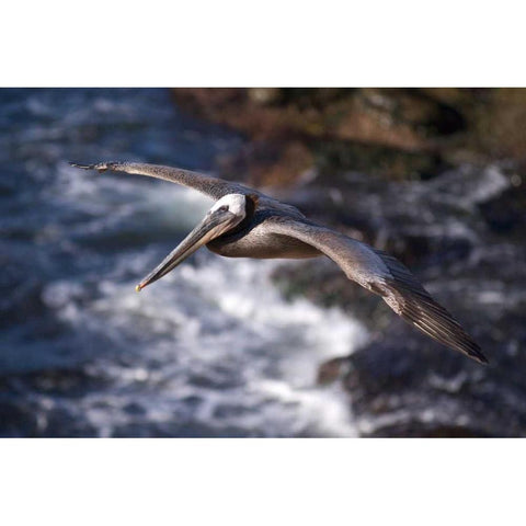 CA, La Jolla A Pelican Flying over the Coast White Modern Wood Framed Art Print by Talbot Frank, Christopher