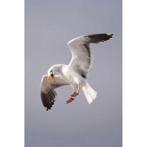CA, La Jolla A Pelican Flying over the Coast Gold Ornate Wood Framed Art Print with Double Matting by Talbot Frank, Christopher