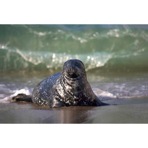 CA, La Jolla A seal coming ashore on the coast Black Modern Wood Framed Art Print by Talbot Frank, Christopher