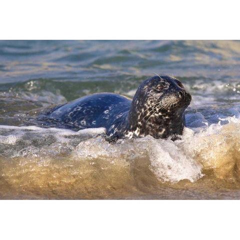 CA, La Jolla A seal coming ashore on the coast Black Modern Wood Framed Art Print by Talbot Frank, Christopher