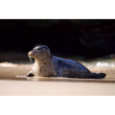 CA, La Jolla A seal on a beach along the Coast Gold Ornate Wood Framed Art Print with Double Matting by Talbot Frank, Christopher