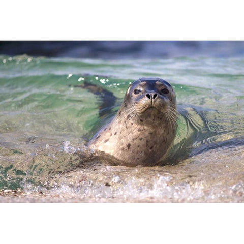 CA, La Jolla A seal swimming along the Coast Black Modern Wood Framed Art Print by Talbot Frank, Christopher